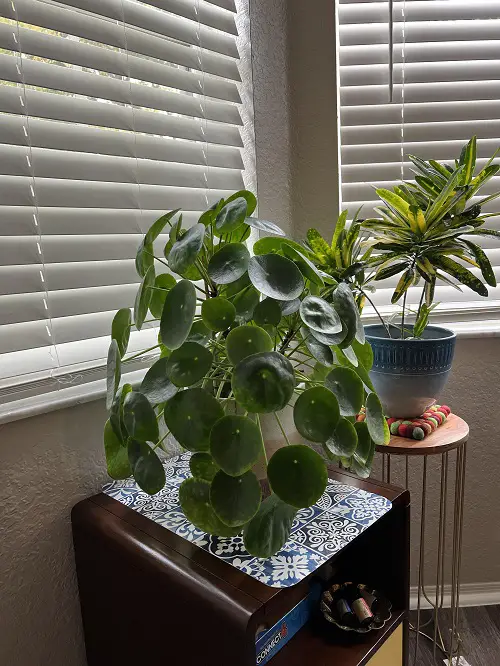 Chinese Money Plant in Home 5