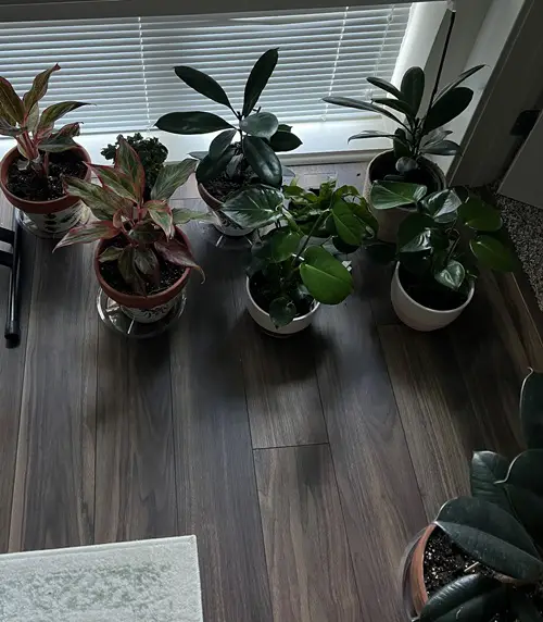 Houseplants That Survive in Complete Darkness for Long Durations