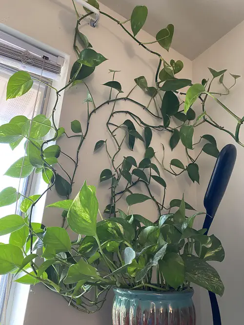 climbing pothos vine in pot