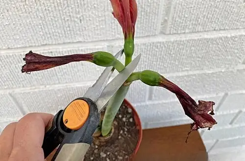 Pruning and Deadheading amaryllis flowers