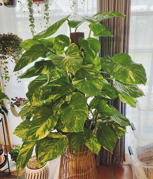Follow this One Secret to Grow Giant Pothos at Home