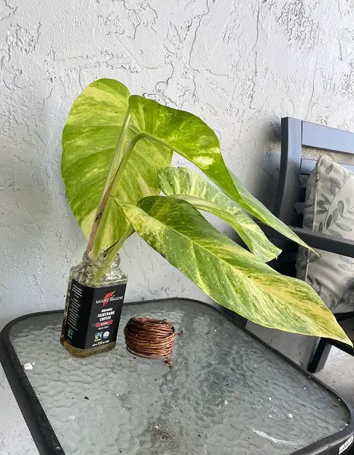 giant pothos propagation with cuttings