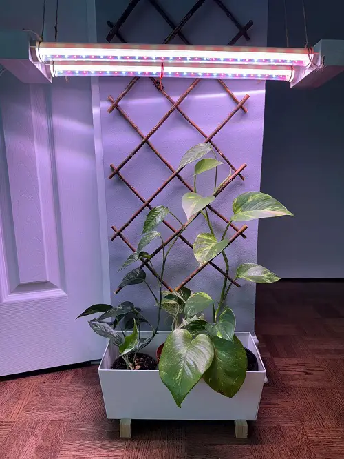 grow light for pothos