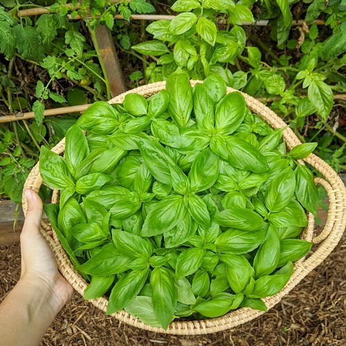 How To Top Basil Plants For Bumper Harvest