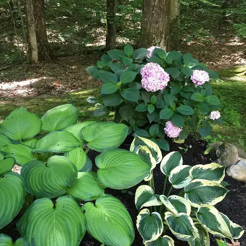 Hostas and hydrangea in garden