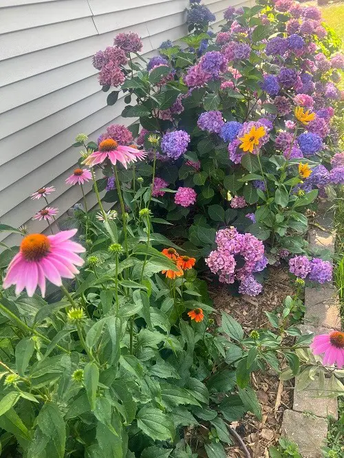 coneflowers with hydrangeas in garden