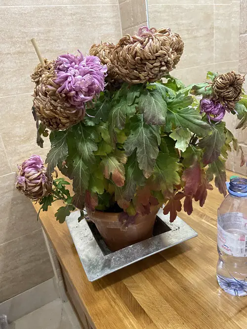 mums dying due to temperature shock