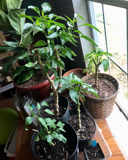 Indoor Overwintering Tips for Peppers