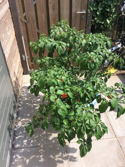 How to Overwinter Pepper Plants Outdoors 1