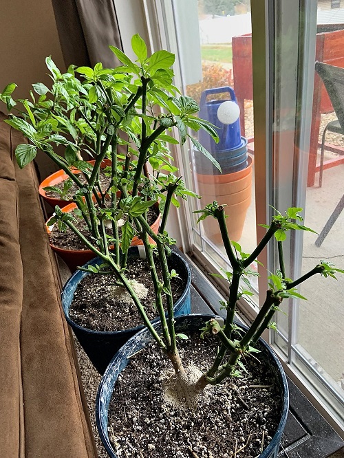 overwintering pepper plant near window