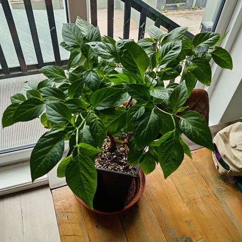 pepper plant pot indoors