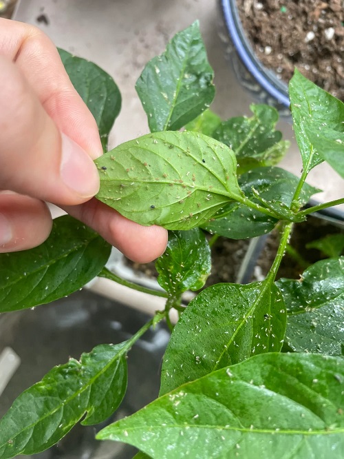 pest infestation on pepper plant