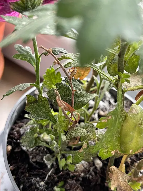 Pest infestation on mums