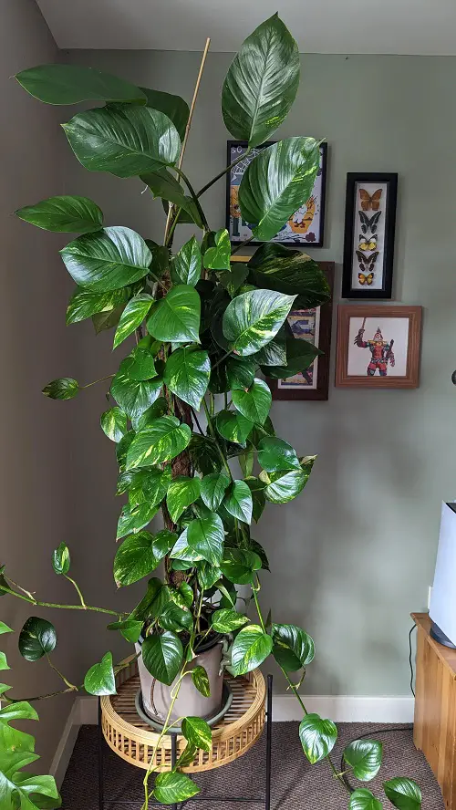 Tricks To Make Your Pothos Grow Longer Vines 1