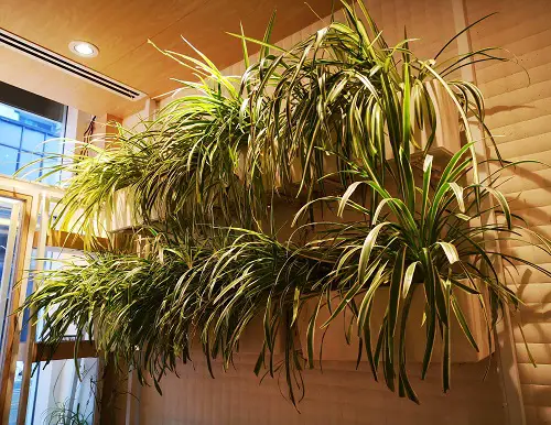 spider plant vertical garden
