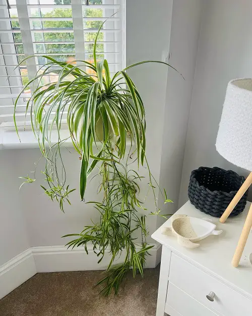 spider plant in bedroom