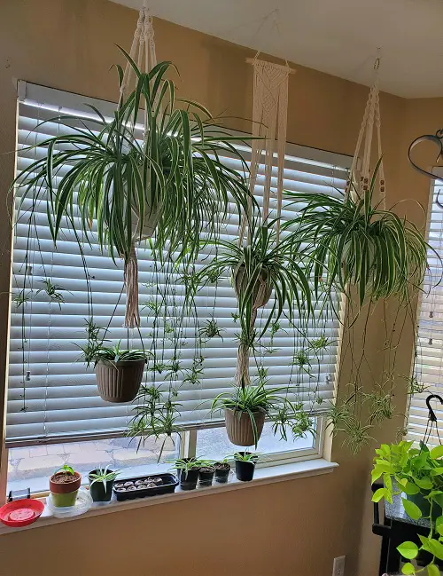 Where To Keep A Spider Plant In House: Best Ideas 1