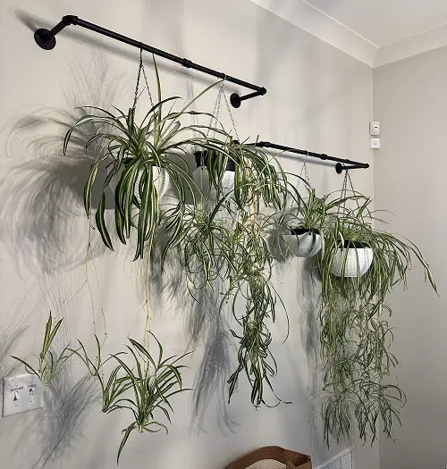 spider plant display ideas for home 3