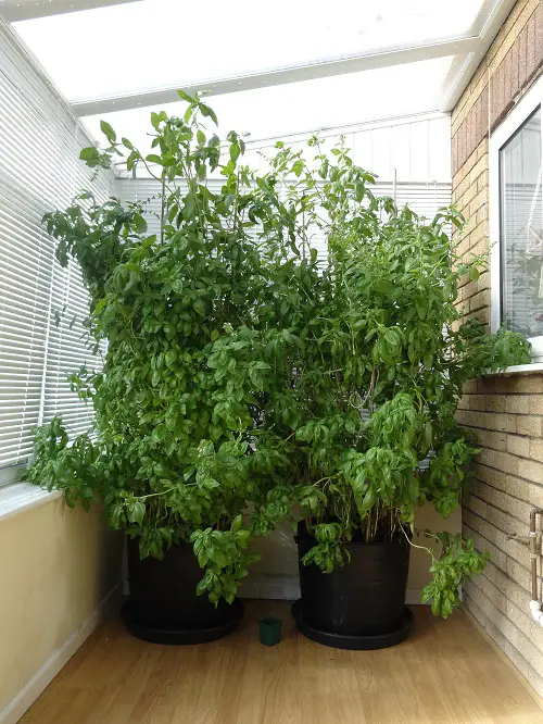 Unique Idea for Basil Plant