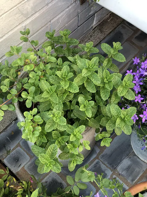 Top Ideas of Mint for Freshness