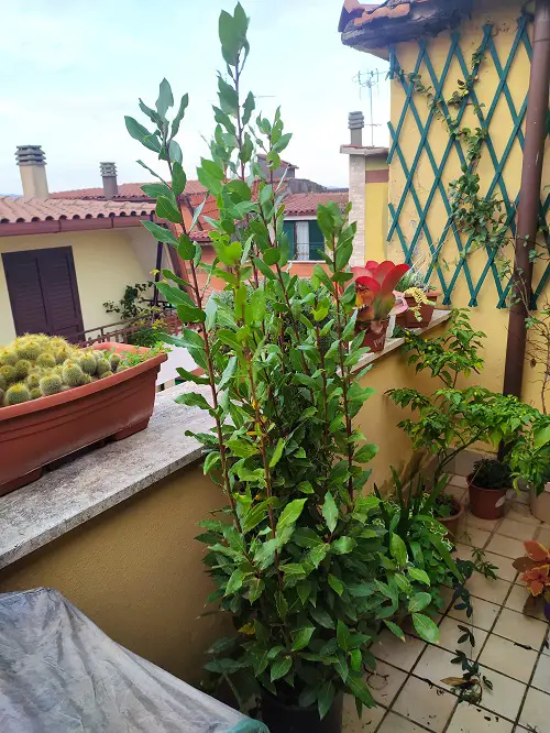 Bay Leaves Plant For Terrace Garden