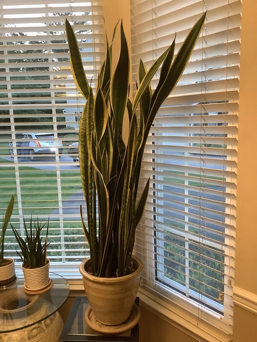 What To Do With Extra Tall Snake Plant