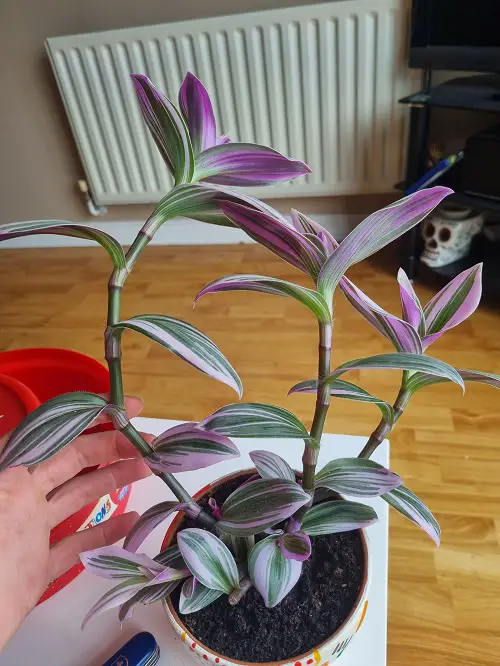 Wandering jew plant in pot
