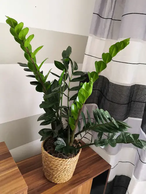 Best spider plant companions 2