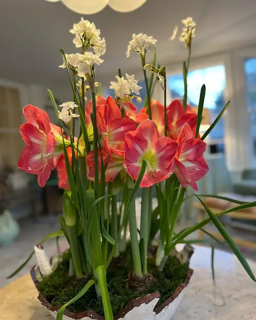 Bulbs that Bloom Beautifully Together Indoors 2