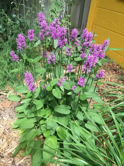 Betony herb in full bloom