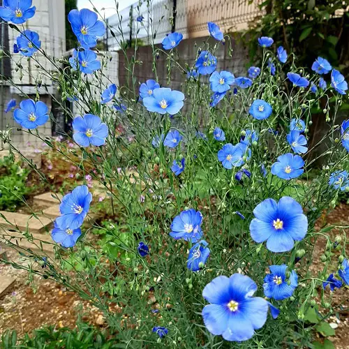 Wildflower Seeds You Can Plant in December 4