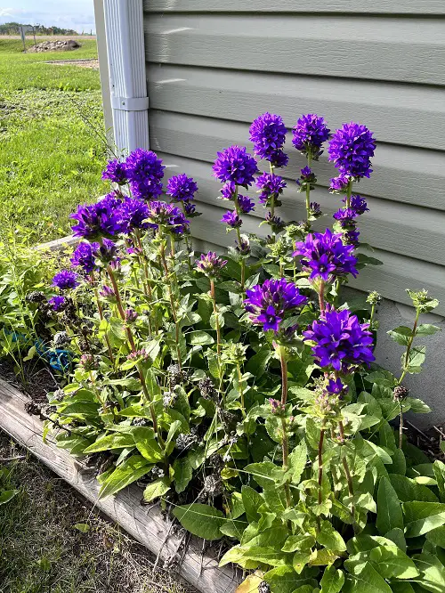 Bellflower in garden in full bloom
