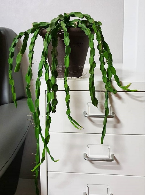 Cactus that look like Christmas cactus 2