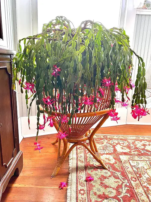 Best christmas cactus plant stand ideas 2