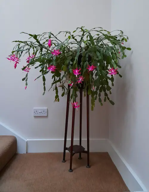 Trending Christmas Cactus Stands 4