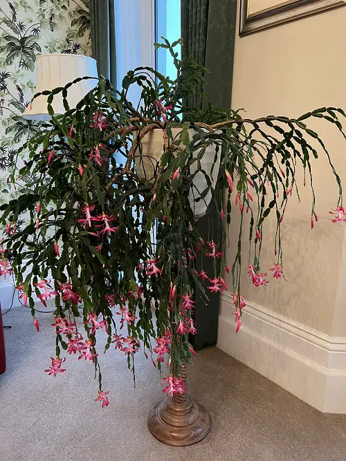 Trending Christmas Cactus Stands 5