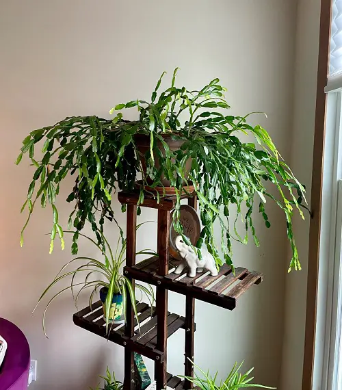 Ways to style christmas cactus indoors 3