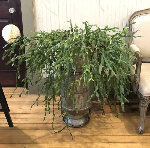 Ways to style christmas cactus indoors 5