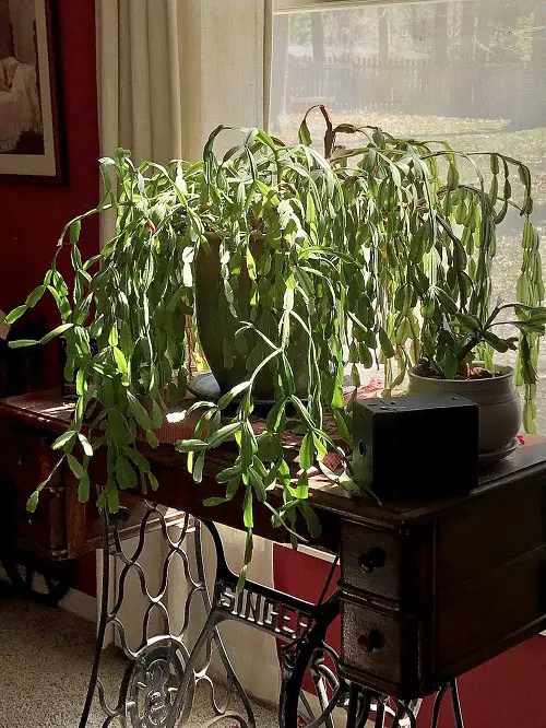 Ways to style christmas cactus pot 2