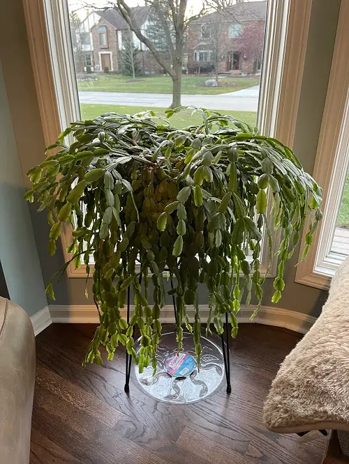 Ways to style christmas cactus indoors