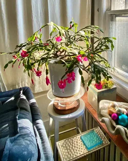 Best christmas cactus plant stand ideas 4