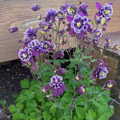 Wildflower Seeds You Can Plant in December 3