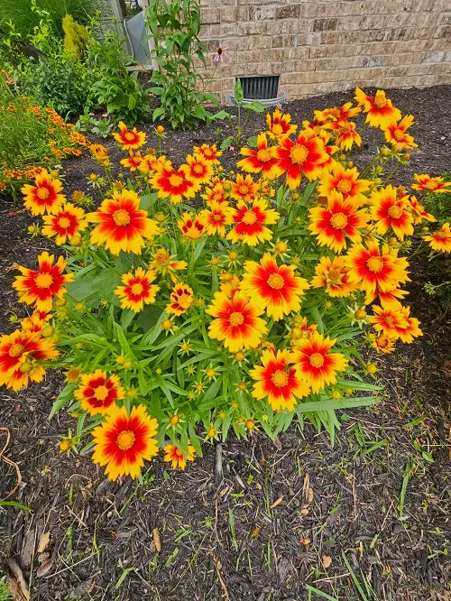 Wildflower Seeds You Can Plant in December 5