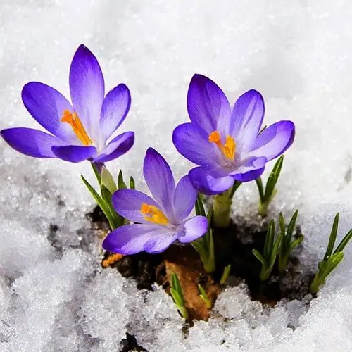 Flowers That Grow In Snow 3