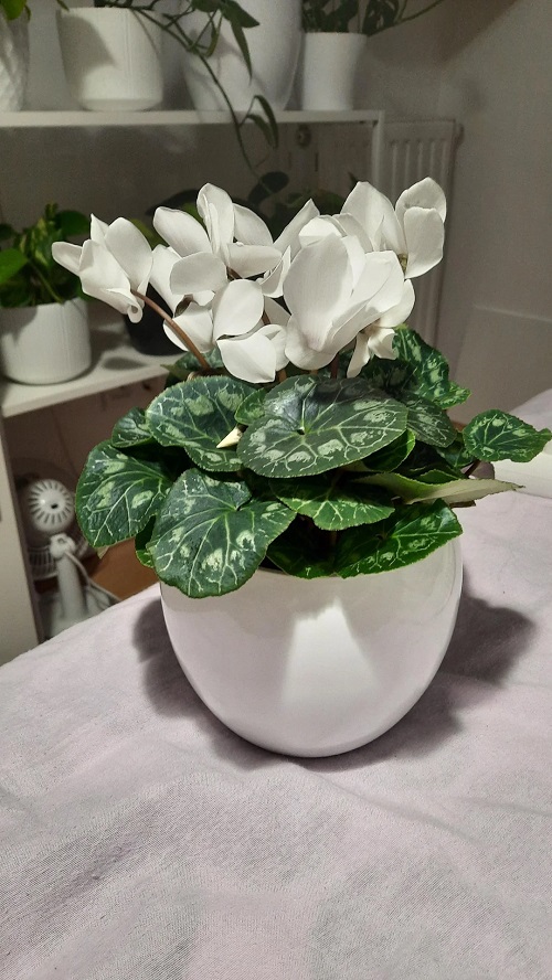 This is Why You Should Grow Cyclamen When the Year Ends 1