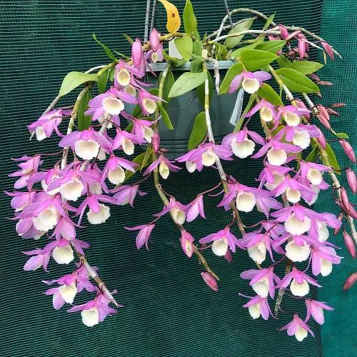 Dendrobium aphyllum in pot