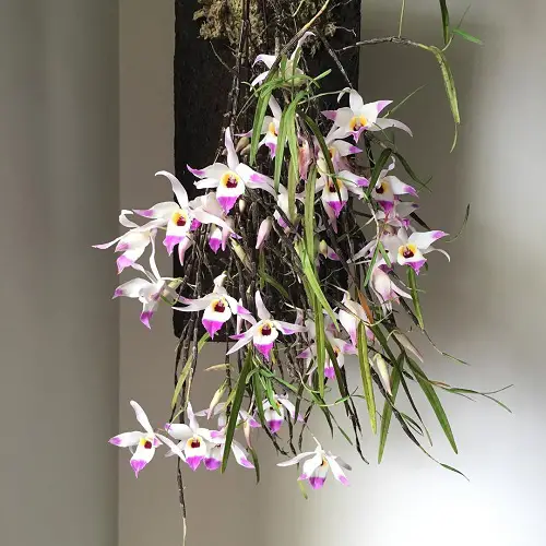 Dendrobium falconeri hanging basket