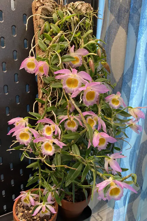 Best Trailing Orchids that Hang Beautifully 2