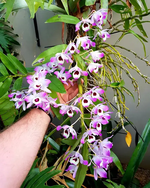 Best Trailing Orchids that Hang Beautifully 3