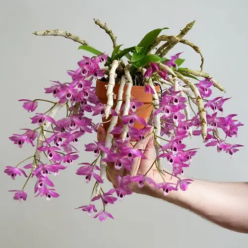 Dendrobium parishii trailing flowers